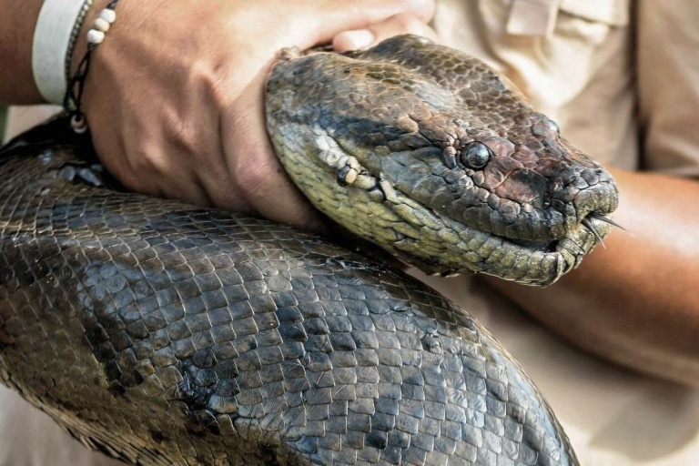 Анаконда — самая большая змея