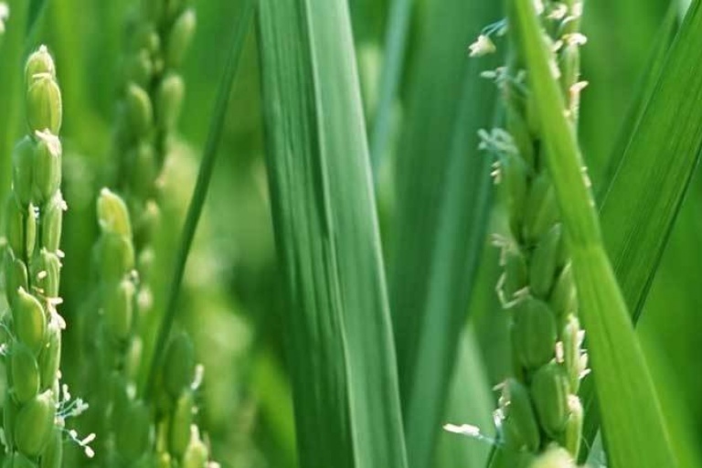 Ученые научились управлять цветением риса