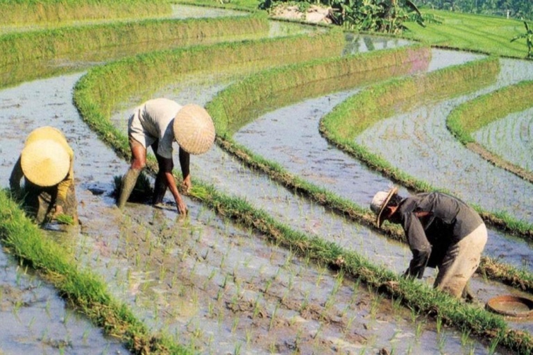 Почему рис выращивают на затапливаемых полях