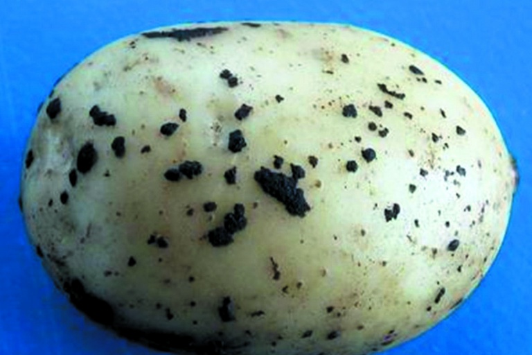 Черная парша картофеля