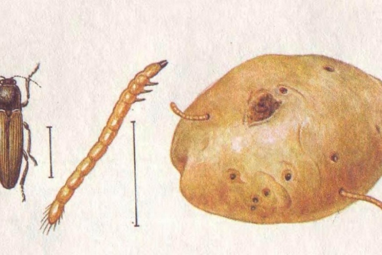 Контроль проволочника на картофеле 