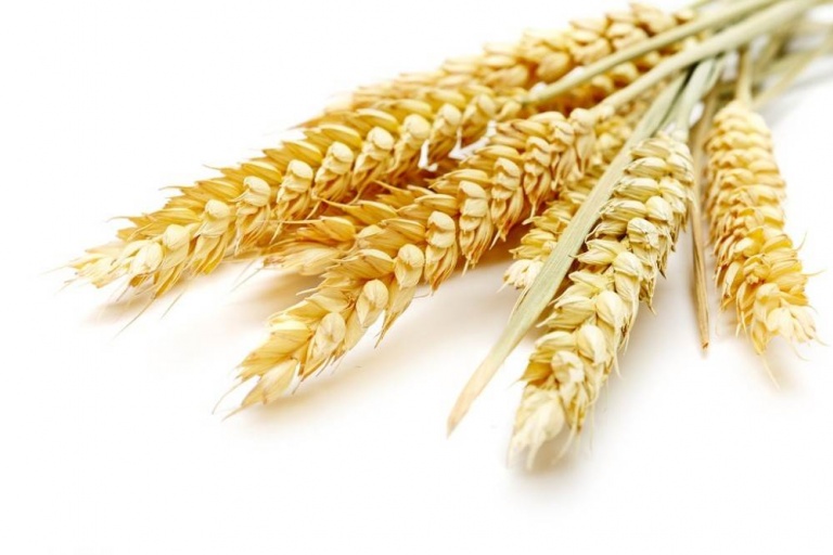 Урожай пшеницы в России 