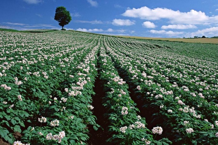 Какими пестицидами защищают картофельные поля
