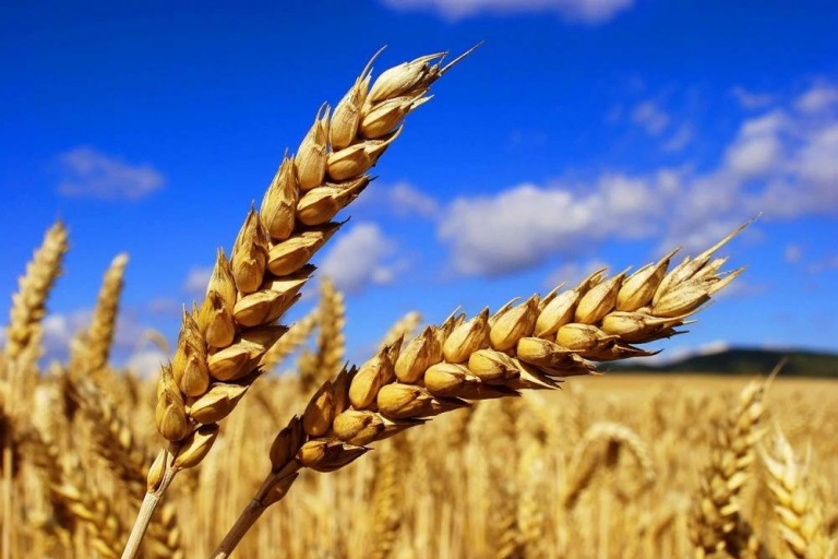 На планете ожидается хороший урожай пшеницы