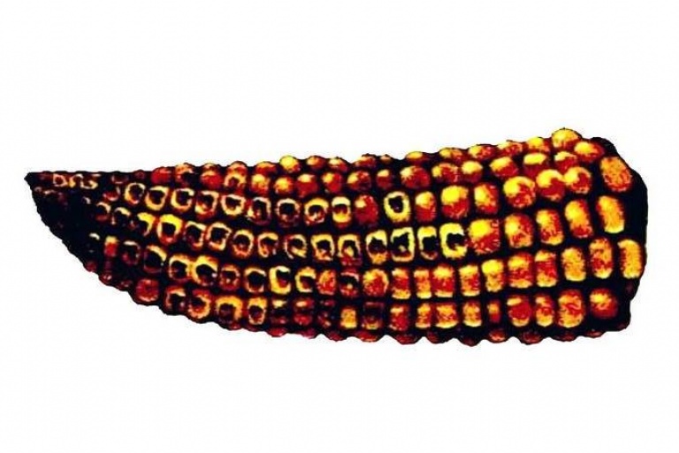 Бактериоз початков кукурузы