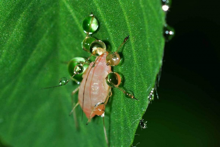 Ученые нашли способ блокировать устойчивость насекомых к пестицидам