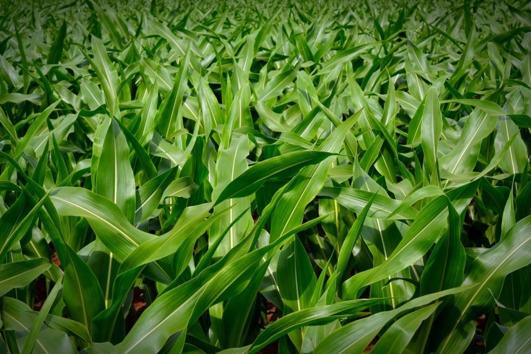 Кукуруза и соя способны определить наличие сорняков 