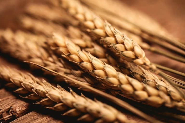 Самые опасные вредители семян зерновых в условиях хранения