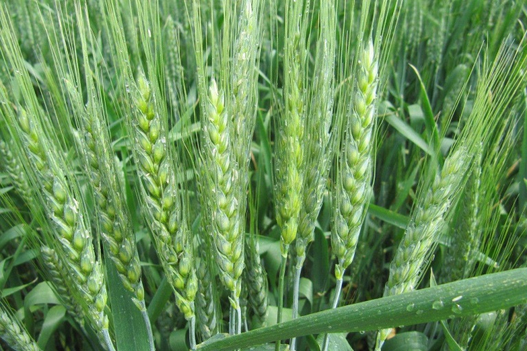 Грибы способствуют защите бобовых и пшеницы от тли