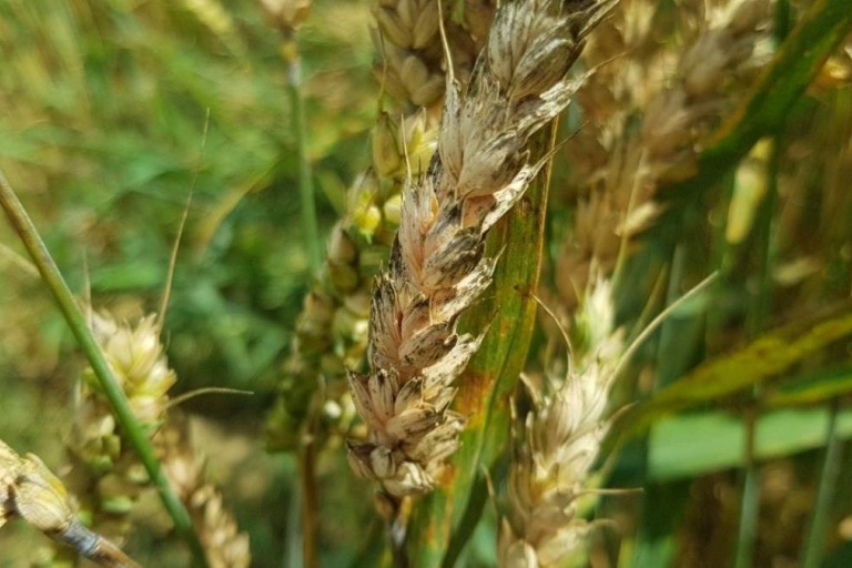 Контроль фузариоза на пшенице после кукурузы
