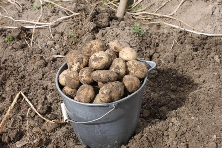 Способы восстановления земляного субстрата после длительного выращивания картофеля