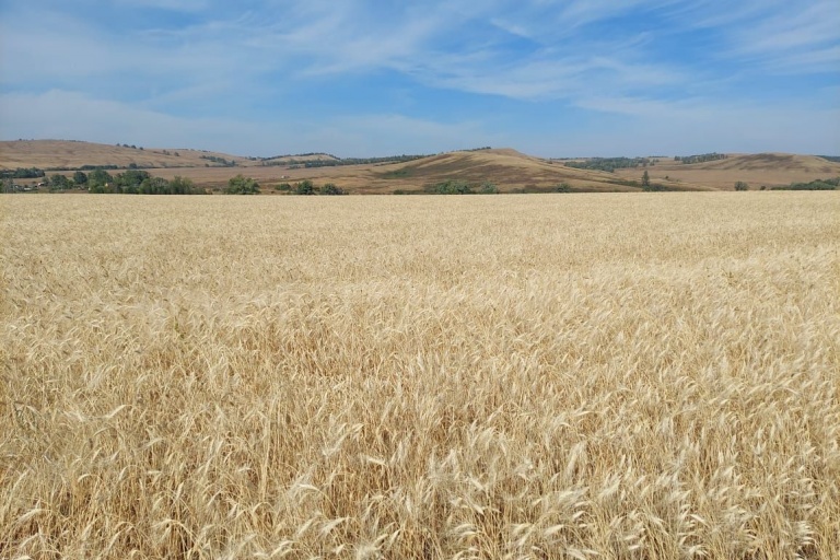 Защита посевов твердой пшеницы в КФХ Агеева Д.В.