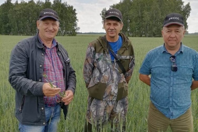 Яровая пшеница, Рапс, под надежной защитой с препаратами   Кирово-Чепецкой Химической Компании